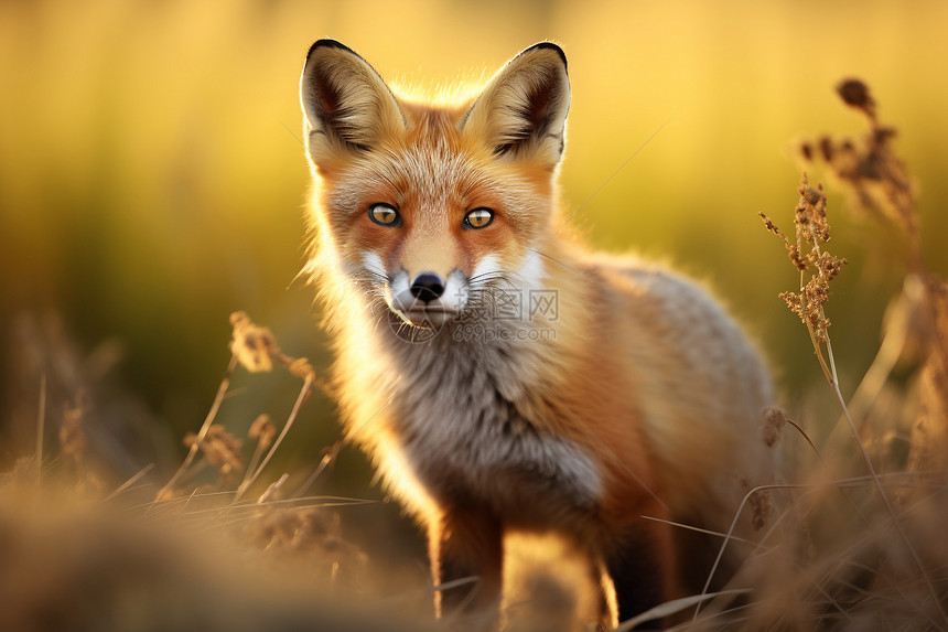 草丛中凝视前方的狐狸图片
