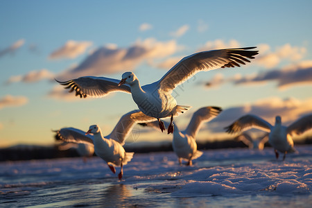 夕阳下的海鸥群飞翔高清图片