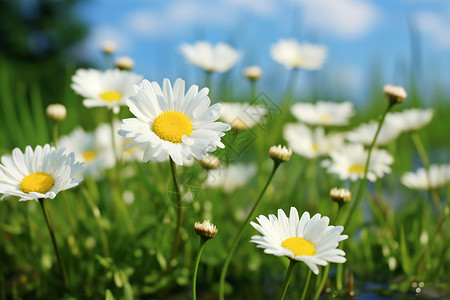 春日繁花花朵甘菊高清图片