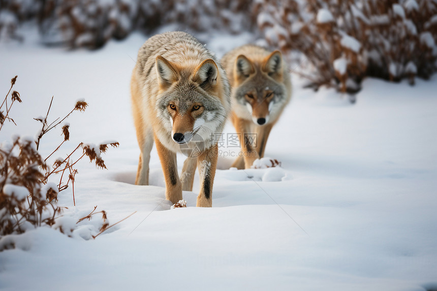 两只狼在雪地里走图片