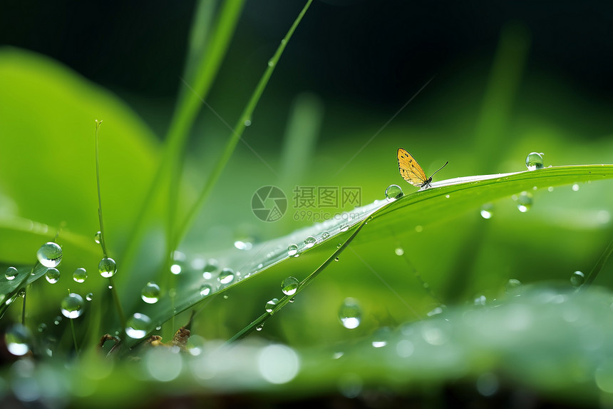 水滴上的小黄蝴蝶图片