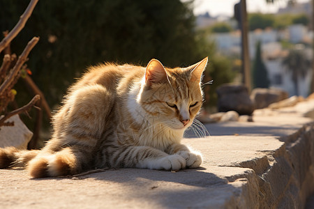 可爱的动物猫咪背景图片