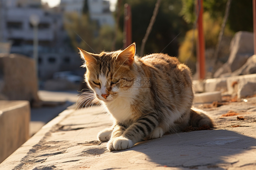 水泥地上的可爱猫咪图片