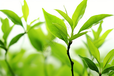 茶树上的嫩叶背景图片