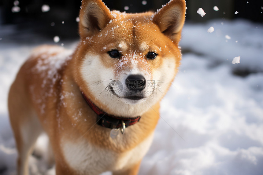 冬日雪地玩耍的小狗图片