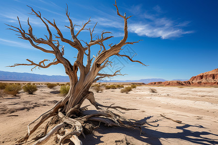 荒漠中的一棵死树背景图片
