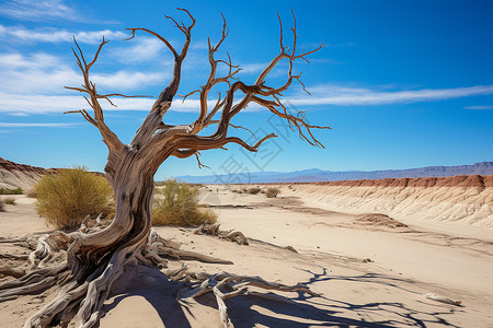 荒漠中的枯树高清图片