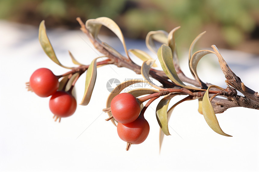 枝头上的红色果实图片