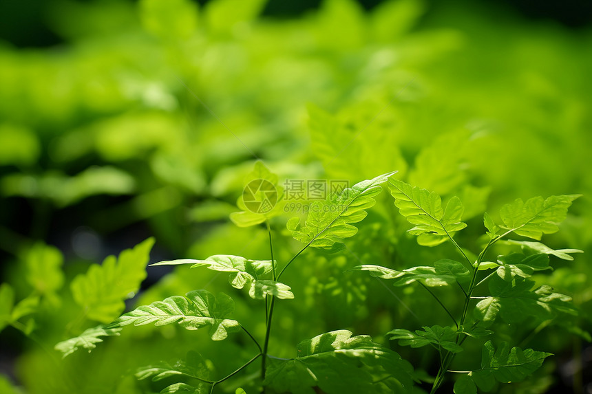 阳光下的植物图片