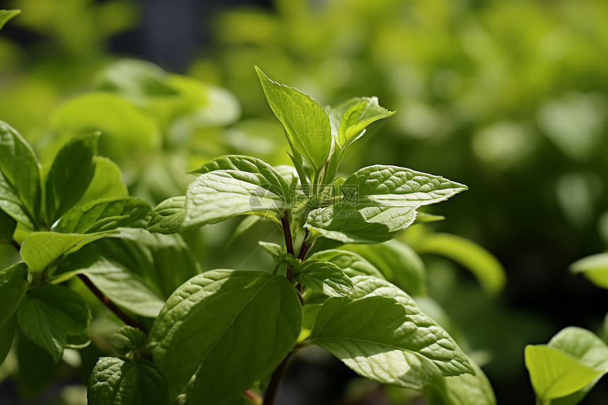 宏观绿色植物图片