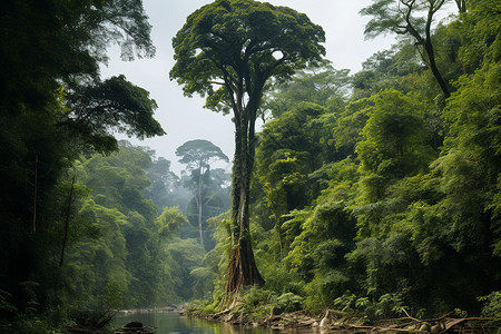神秘热带雨林背景图片