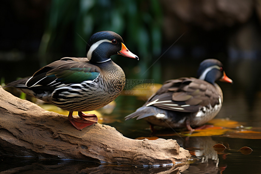 两只鸭子坐在木块上图片
