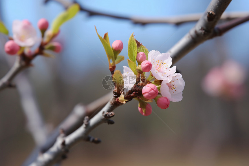 树枝上绽放的樱花图片