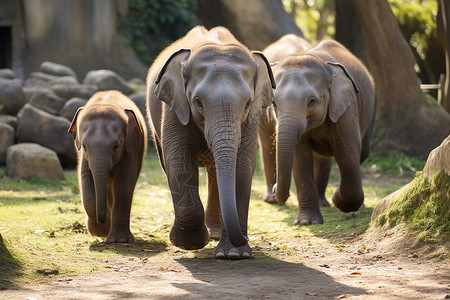 大象鼻子花洒阳光下的大象家族背景