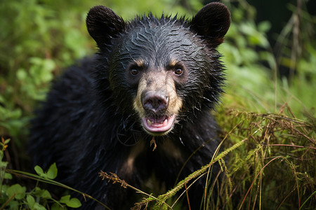 户外肮脏的黑熊动物背景图片