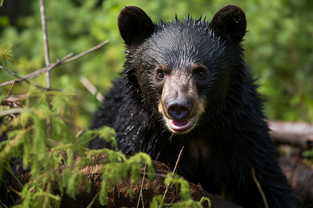 荒野中凶猛的黑熊背景图片