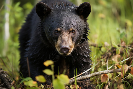 荒野中野生的黑熊背景图片