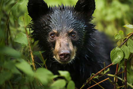 户外草丛里面野生的黑熊背景图片