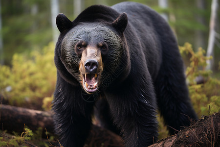 森林里的黑熊背景图片