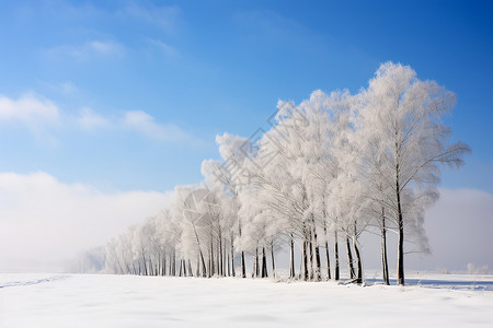 冬日雪地的白杨高清图片