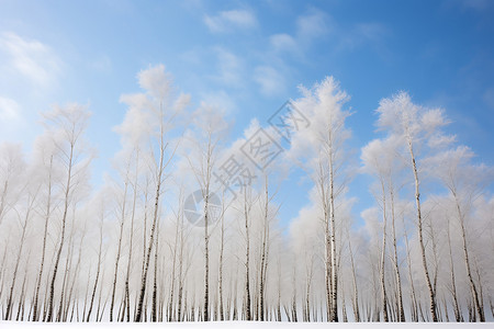 雪中白树林白杨素材高清图片