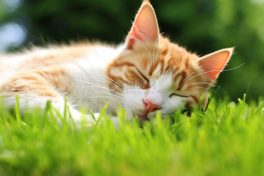 小猫睡在草坪上图片