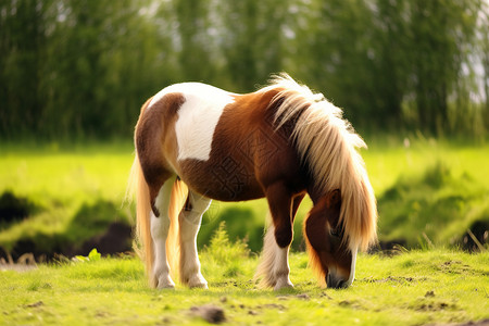 小马在草原上畅游背景图片