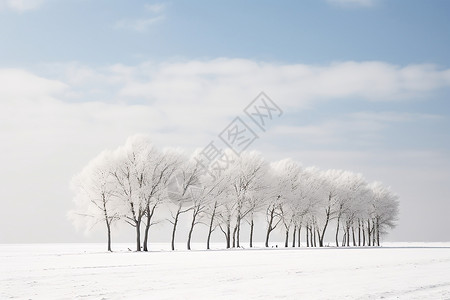 冬日飘雪中的树林背景图片