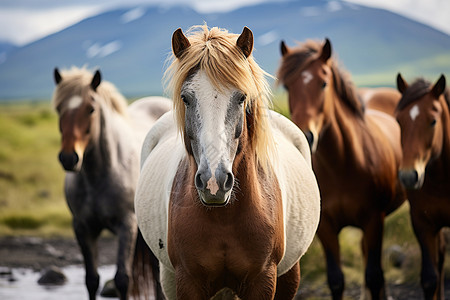 山野中奔跑的马群背景图片