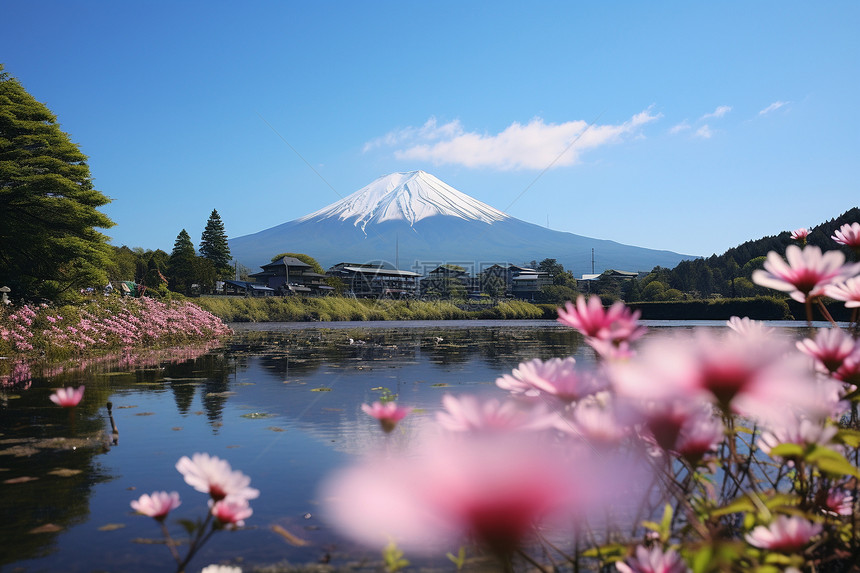 富士山湖畔花海图片