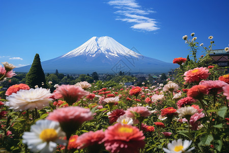富士山下绽放的花海背景图片