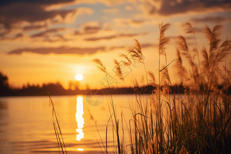 黄昏的湖畔黄昏夕阳的芦苇高清图片
