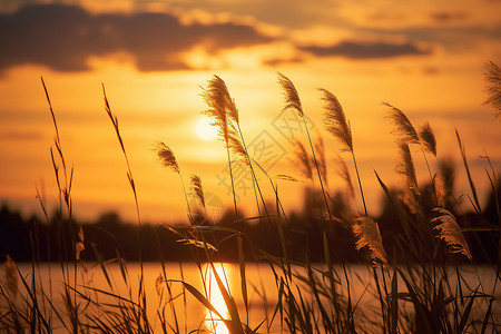 野草夕阳映照下的湖畔背景