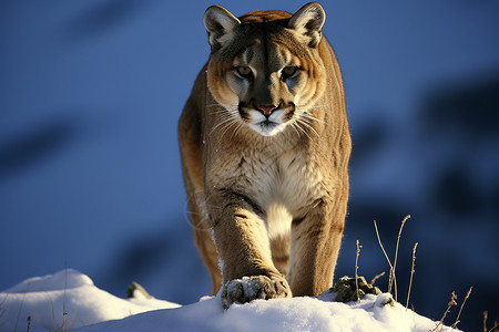 雪地行走的美洲狮背景图片