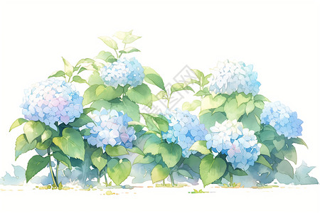 美丽的绣球花背景图片
