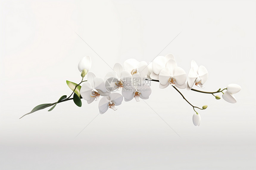 美丽的白色兰花图片