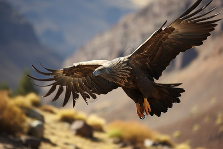 自由飞翔的猎鹰背景图片