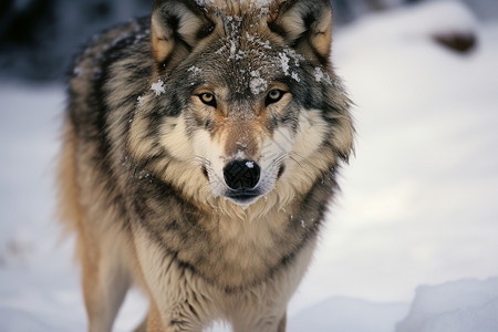 充满活力狼犬狼犬在雪地中背景