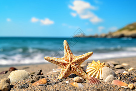 海滩上的贝壳和海星背景图片