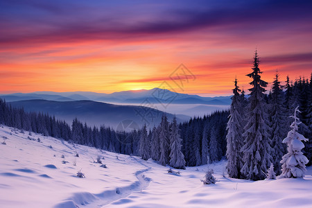 积雪覆盖的松树林背景图片