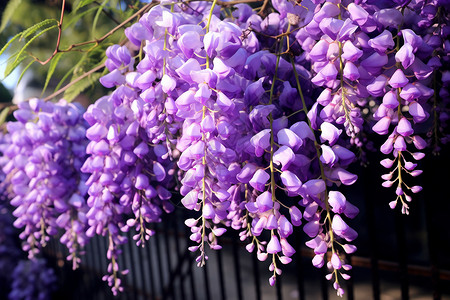 紫色的花朵垂挂在围栏上高清图片
