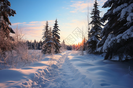 森林的寒冷雪地背景图片