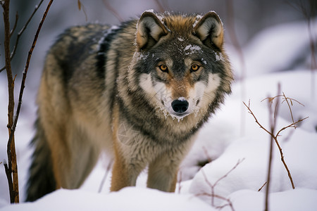 冬日中望镜的狼图片素材