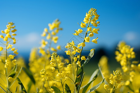 金黄色花朵金黄色的油菜花背景