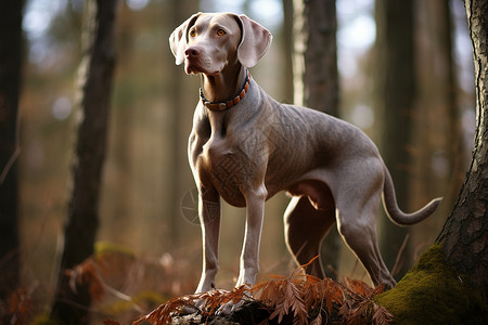 户外玩耍的威玛纳犬高清图片