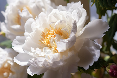 淡雅的白色牡丹花背景图片
