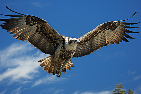 蓝天中一只老鹰飞过高清图片