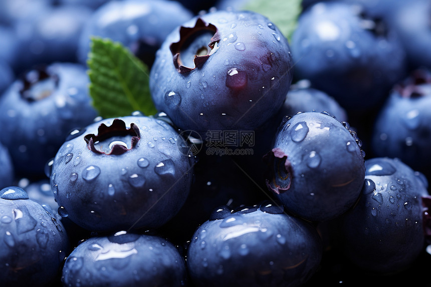 水滴滴的蓝莓果实图片