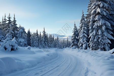 美丽冬季白雪森林的自然景观背景图片