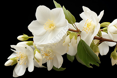 芬芳花朵白花绿叶的春日芬芳背景